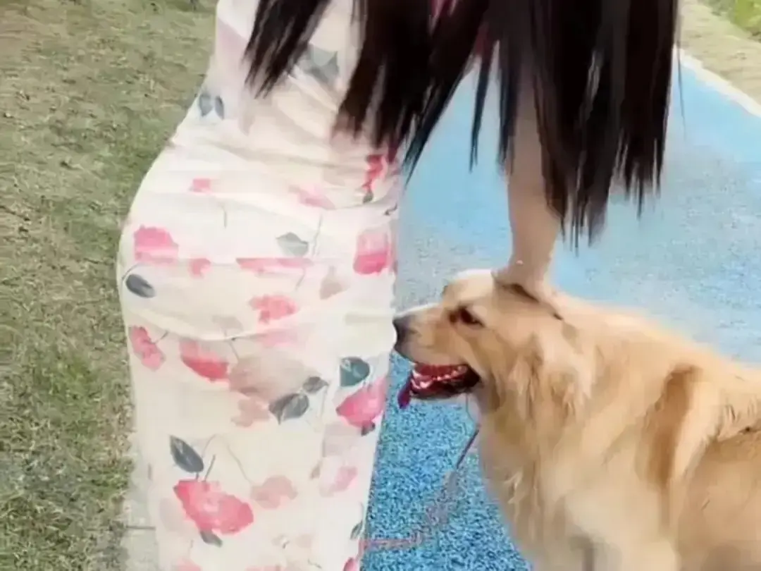 《抖音香香公主与爱犬金毛》完整版在线高清免费观看-香香公主与金毛高能日常互动-抖音香香公主与爱犬金毛无广告网盘资源秒播